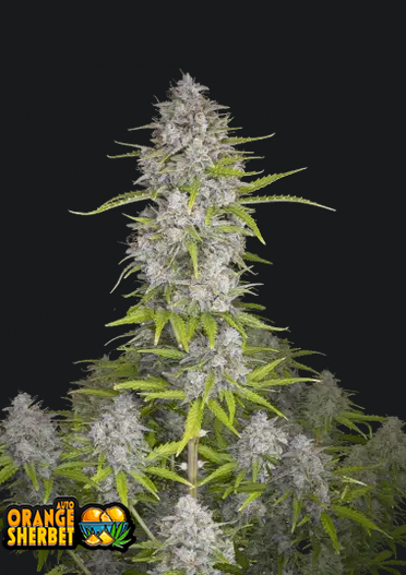 Orange Sherbet Auto.png